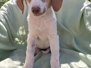 💕Cleo💕sucht ihre Menschen🐾💕🐾 - Freilassing