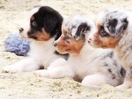 Australian Shepherd Welpen - Sandstedt