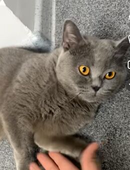 Bkh Katze abzugeben 3 Jahre alt - Lüneburg