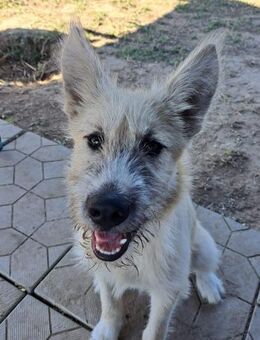 PINKI - (neugierig, agil, freundlich) - Köln