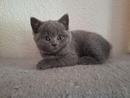 British Kurzhaar Kitten, BKH Kitten - Stolpen