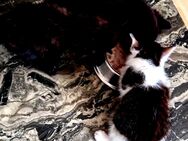 Katzen babbys - Balingen