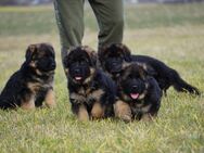 Langhaar Schäferhund Welpen suchen ein liebevolles Zuhause - Nürnberg