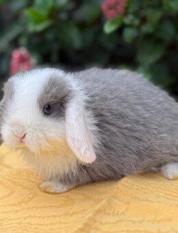 Hübsche kleine Mini Lop / Zwergwidder Babys - Gütersloh