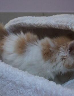 Maine Coon Kätzchen Grau & Rot – Reservation jetzt, Abholung nächsten Monat 🐾 - Zürich