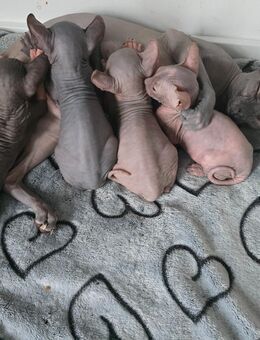 Sphynx Kitten - Starkenberg