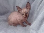 Kanadische Sphynx Kätzchen zu reservieren. - Berlin