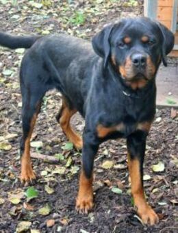 Rottweiler erfahrenes Zuhause gesucht - Bad Belzig