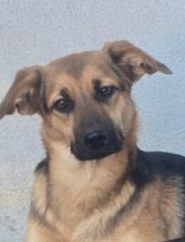 KIARA zittert in der Tötung - Gefrees