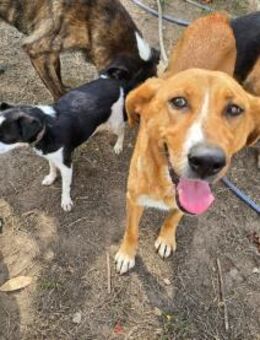 Kate-einfach nur lieb sucht neue Heimat - Berlin