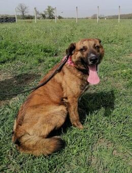 Jamie von kettenlos - Bollingstedt