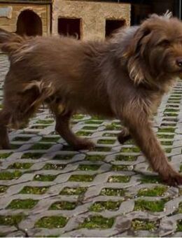 KOLIN - echter Menschenfreund - Overath