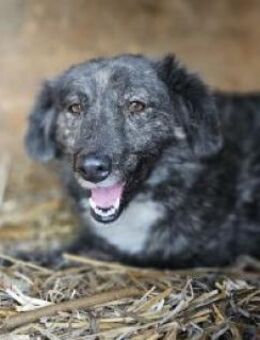 Marina 47 cm - Alpenrod