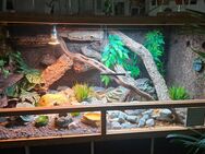 Terrarium mit 3 Geckos - Michendorf
