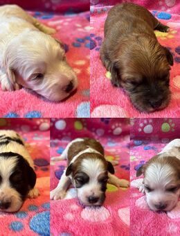 Bichon Frise Mix Welpen - Sankt Ingbert