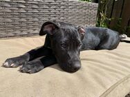 American Bully mix Welpen - Plochingen