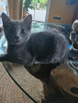 💛 Zwei verschmuste Katzenbrüder suchen gemeinsam ein liebevolles Zuhause 💛 - Badbergen
