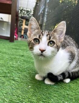 🐯Lieber junger Kater Saji🐯 - Eislingen (Fils)