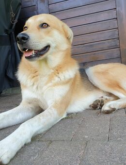 Der schöne Toni sucht sein perfektes Leben - Paderborn