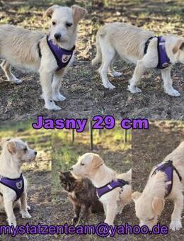 Jasny ist aktiv und neugierig - Schafflund