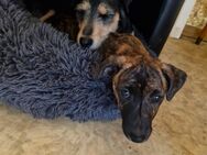 Jack Russell Welpe - Möckern Pabsdorf