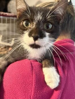 Erik kleiner Rabauke sucht dich - München