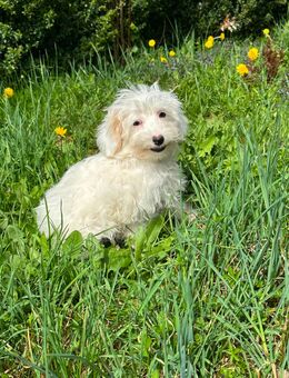 Süße r Chinese Crested Welpen suchen ihr Traum Zuhause - Seßlach