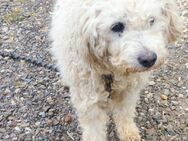 Indy sucht ihre Familie - Olsberg