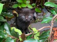 Kitten, Katze, Kater, Babykatzen - Verl