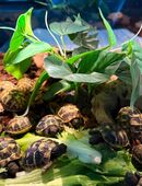 Griechische Landschildkröten testudo hermanni aus Sommer 2025 in 55252