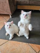Ragdoll Kitten mit Stammbaum in 82377