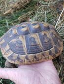 9jähriges Weibchen der Griechischen Landschildkröten (Thb) in 02997