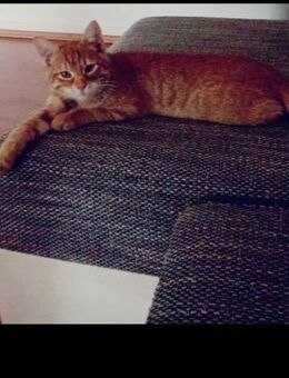 Kater 16Wochen alt - Krefeld