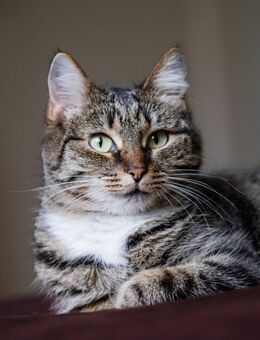 kleine Merlin sucht Gesellschaft - Berlin