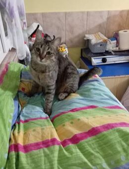 Livi - tolle Katze sucht großes Glück - Waakirchen