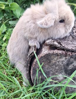 Zwergkaninchen Zwergwidder - Schöntal