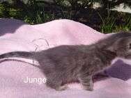 Bengal-BKH-Mix-Kitten - verspielt und bereit, die Welt zu entdecken - Mücheln (Geiseltal) Zentrum