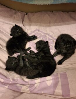 4 MainCoon-Mix Babykatzen, Kitten - Köln