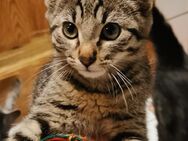 Katzenkinder Auszugbereit 😀🍀 - Schwabmünchen