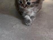 Perser Kitten - Wackersdorf