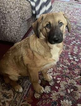 Caramelo sucht ein schönes Zuhause - Blankenheim (Nordrhein-Westfalen)