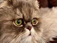 Wunderschöne Perserkatze wegen Allergie abzugeben - Fürstenfeldbruck