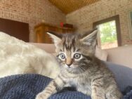 Süsse Katzenbabys m/w suchen ein neues Zuhause - Inning (Ammersee)