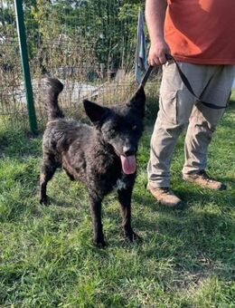 Abel sucht nach seiner Familie - Nordwalde
