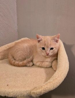 BKH Kitten MischlingsKitten - Siegen (Universitätsstadt) Eiserfeld