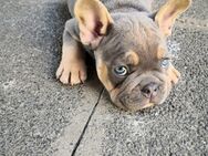 Welpen Französische Bulldogge - Frankfurt (Main) Rödelheim