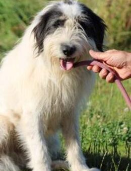 Muri - hübscher Wuschelrüde - Lohra