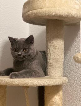 BKH Kater zu verkaufen/ 5 Monate alt - Waldkirch