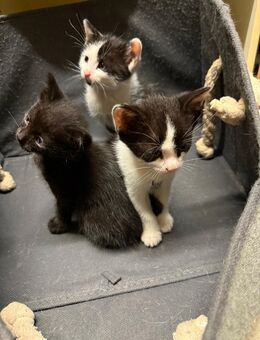 Kitten zu vermitteln - Merzig Zentrum