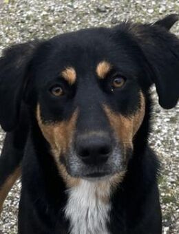 Orelle, geb. ca. 05/2024, GRIECHENLAND - Euskirchen